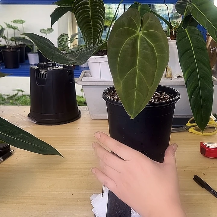 无花朵纯种PAPI一物一拍