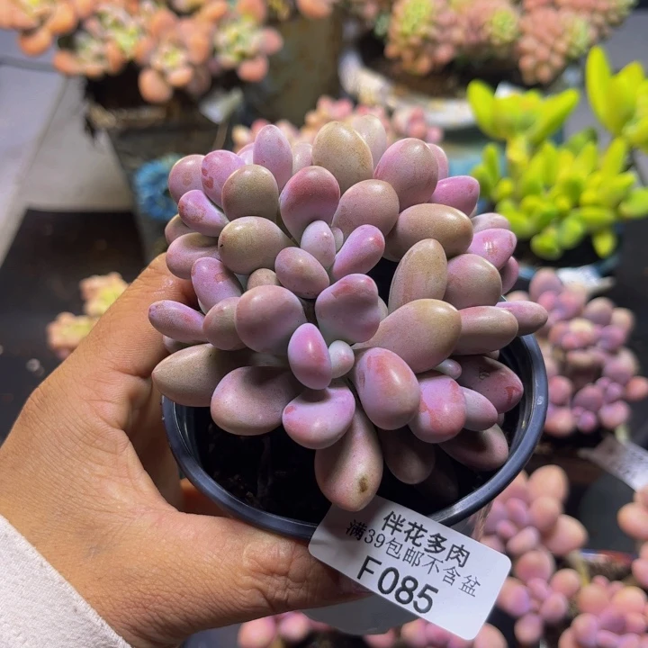 思***思腰子桃蛋085/8cm多肉