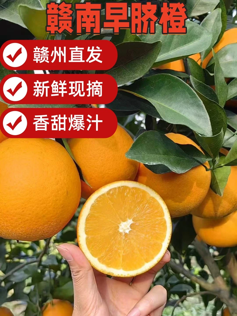 赣南早脐橙汁水充足橙香四溢3/5/10斤水分充足入口化渣