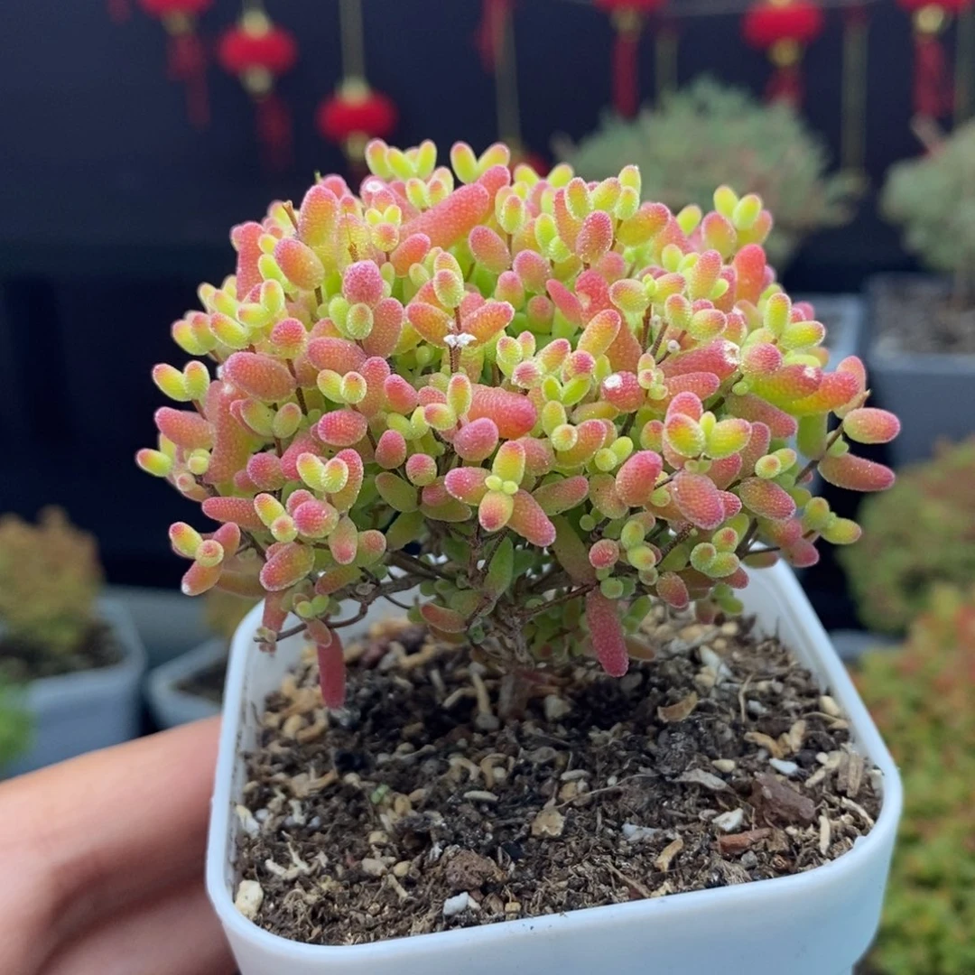 a109号蜜橘糖球枝干多肉