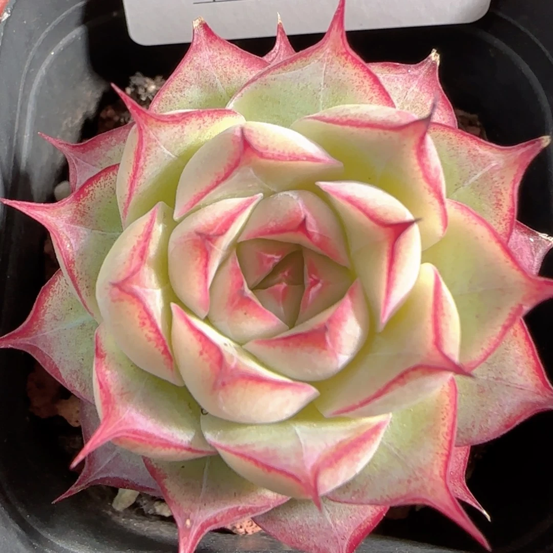 多肉0105-148女王玫瑰