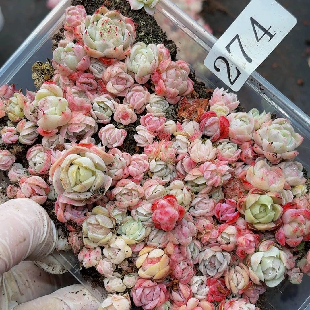 多肉植物多肉植物274