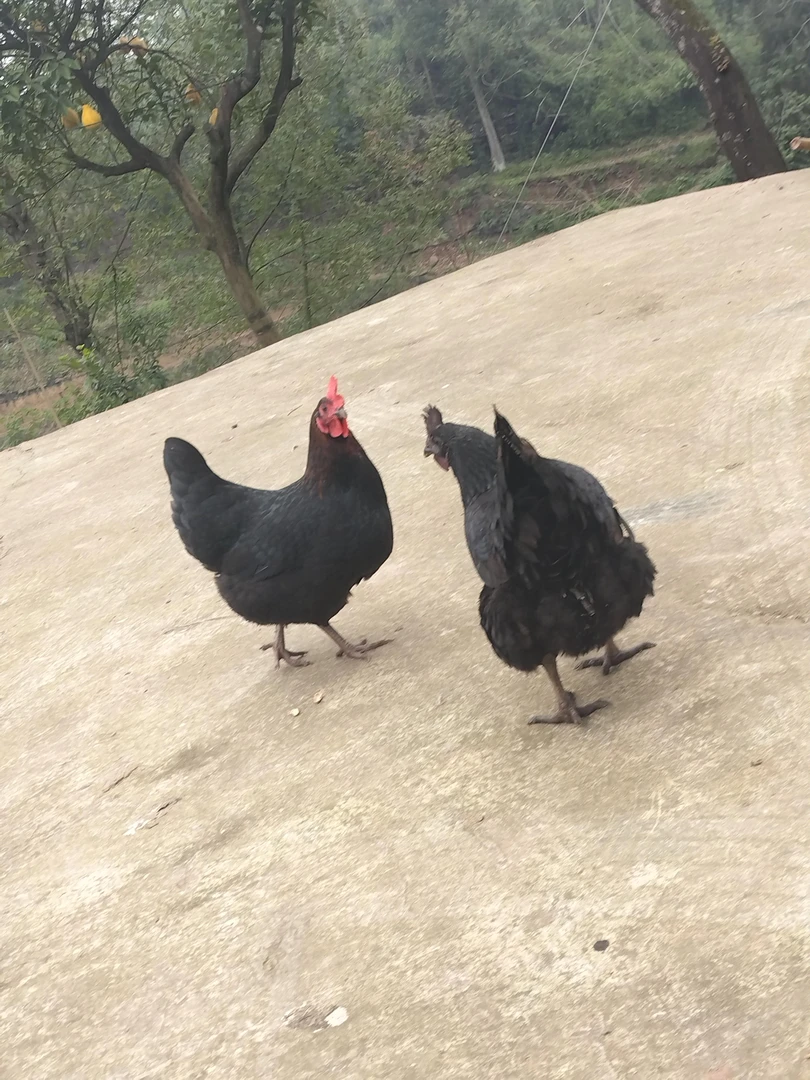 正宗农家散养粮食土鸡（宰杀不退）