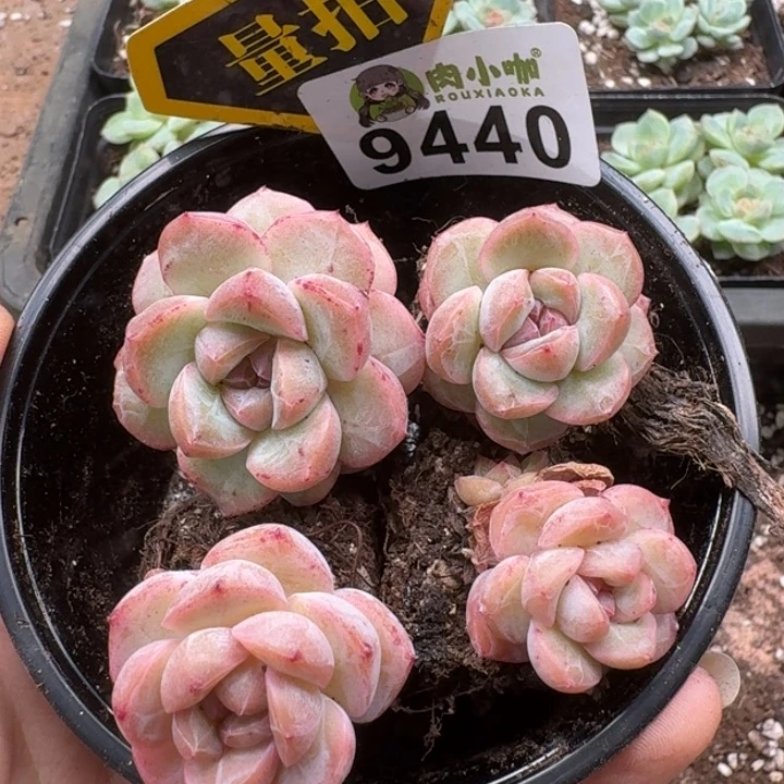 当前无花朵，栽培后可花朵多肉植物多肉植物