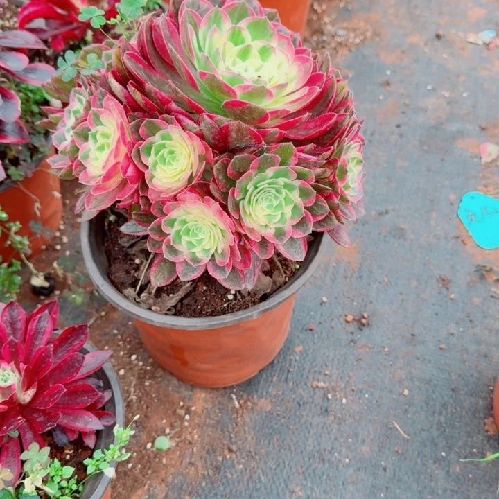 海仙捧花啊啊啊啊