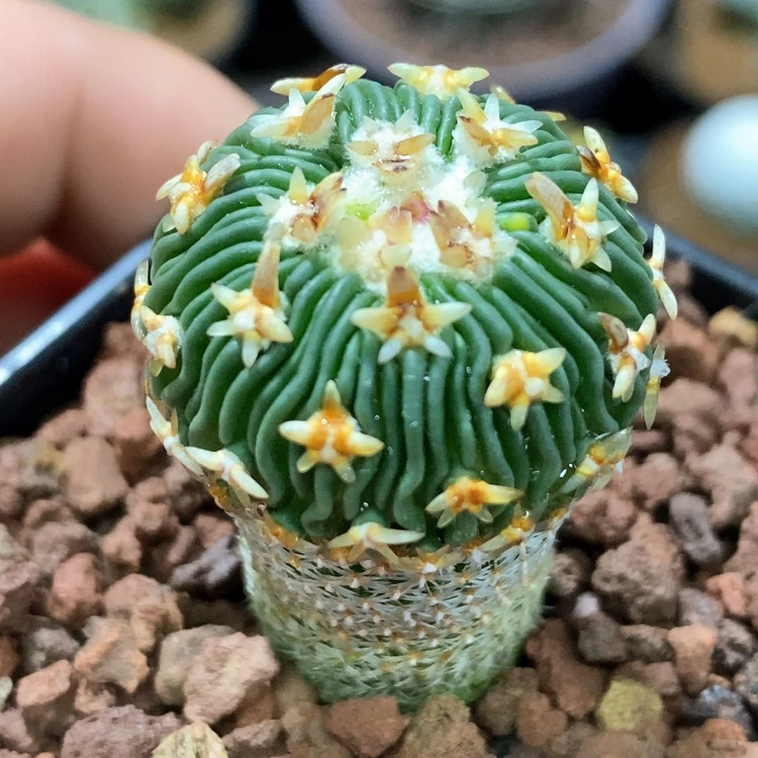 孤品实生特选株日系短豪粗刺基因太刀岚2.8cm