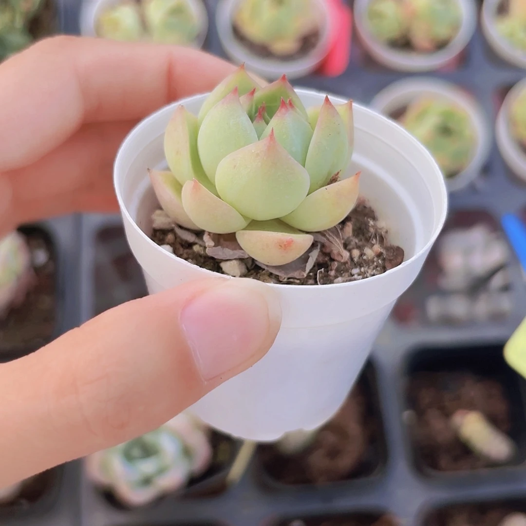 精品蓝眼睛多肉植物