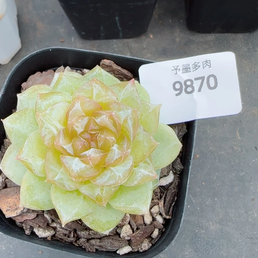 落日珍妮，9870多肉植物