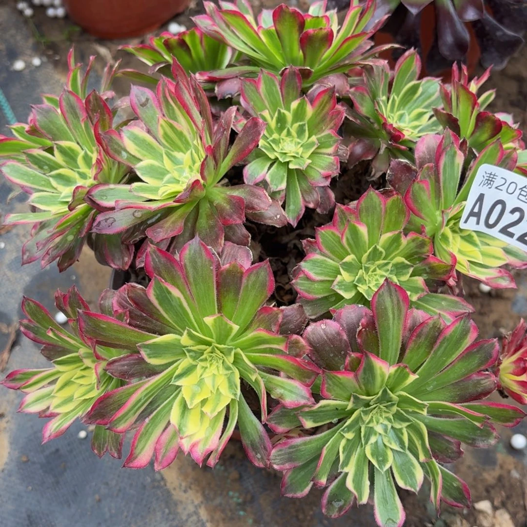 22多肉植物捧花的