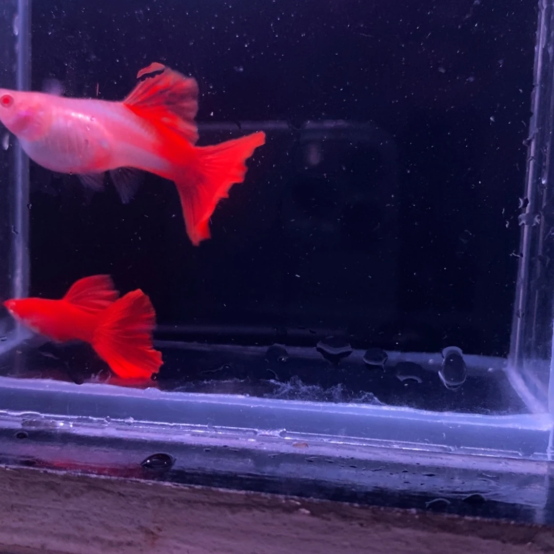 孔雀鱼精品血红一对