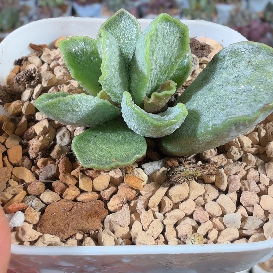 青瓷