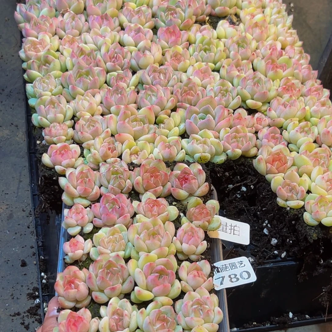 780多肉量拍一盒保底24颗