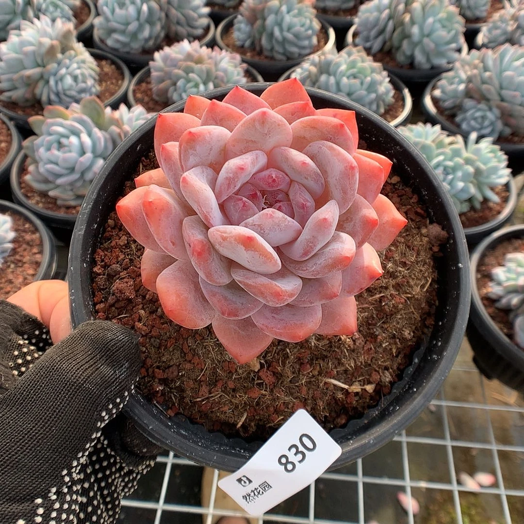 830糖心橙多肉植物666