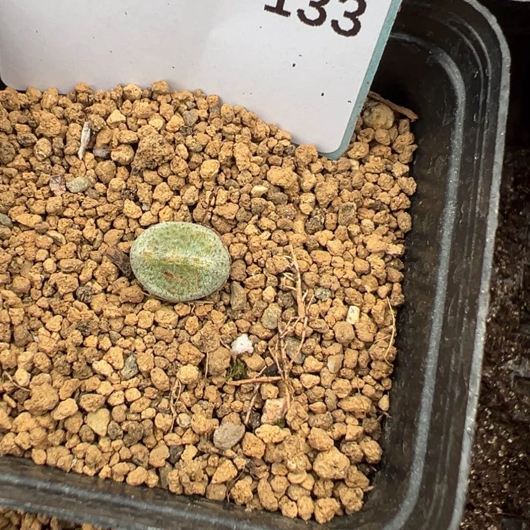 5-133量拍绿豆糕一颗。多肉