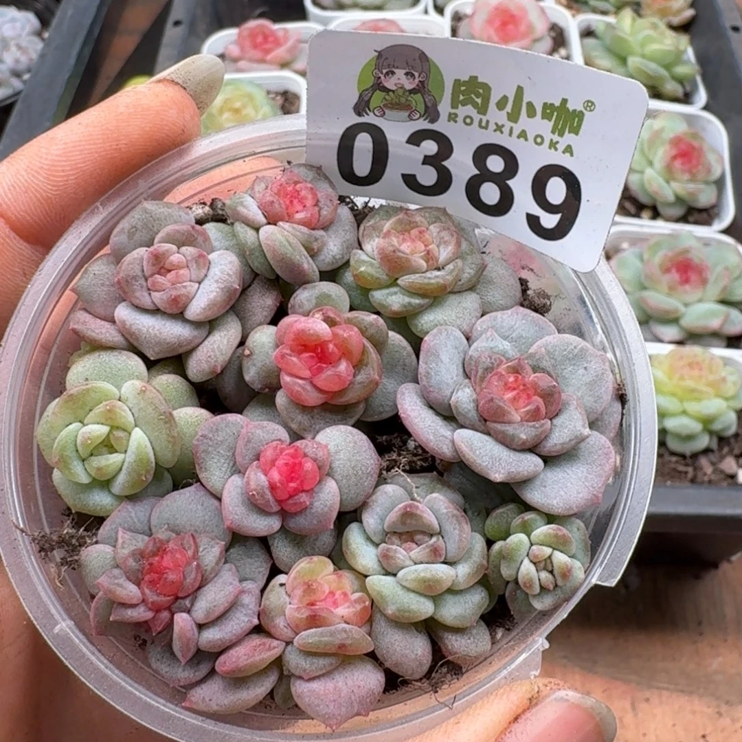 多肉植物多肉植物