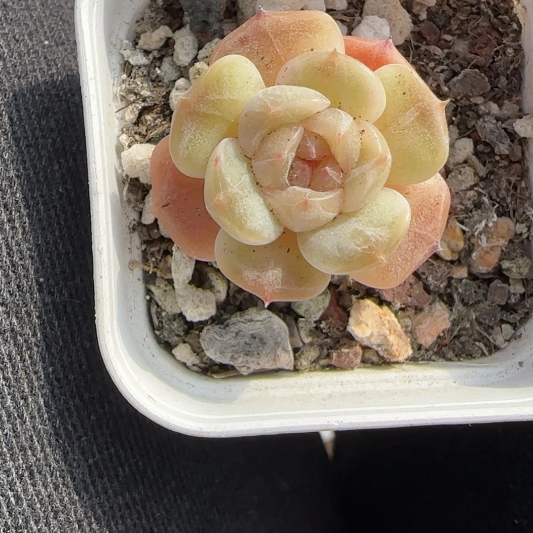 小卡拉米糖心一物一拍