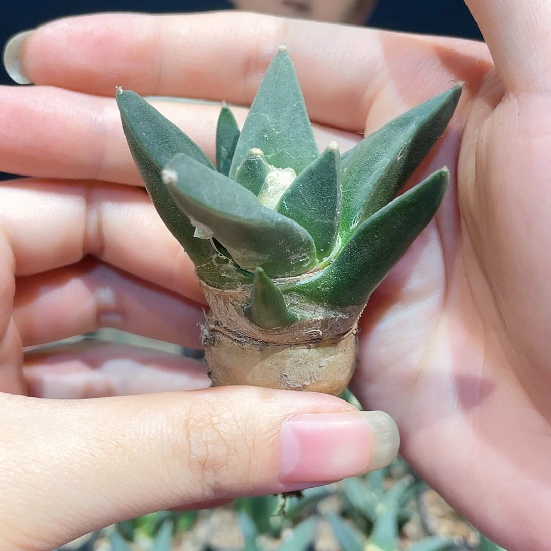 4.5cm实生象足牡丹萝卜根(龙尾)