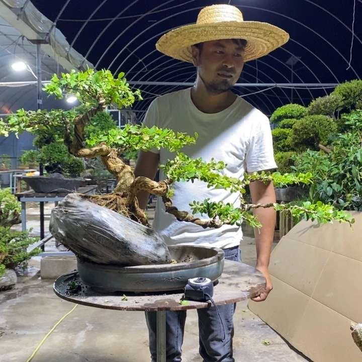 不开花植物黄杨木雕作品欣赏！