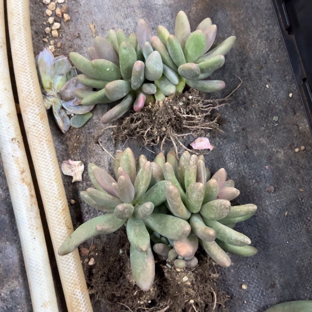 糖果18 零零多肉植物