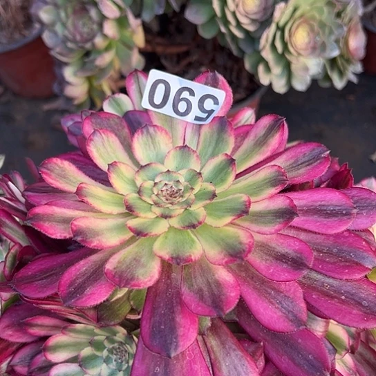 菲多肉植物一个法师