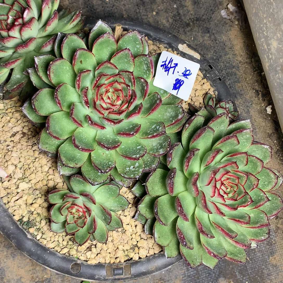 柚***⊙萤火虫一物一拍