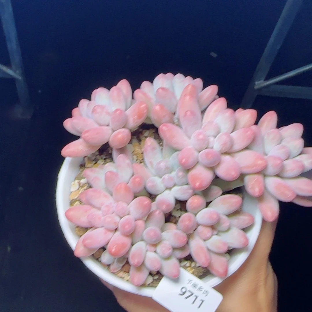 汤圆无砍，9711多肉植物