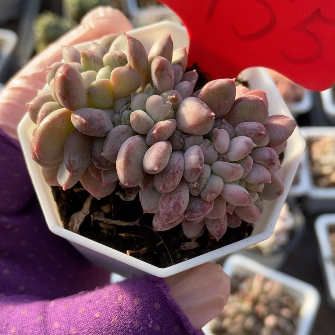 1955粉珍妮缀多肉植物