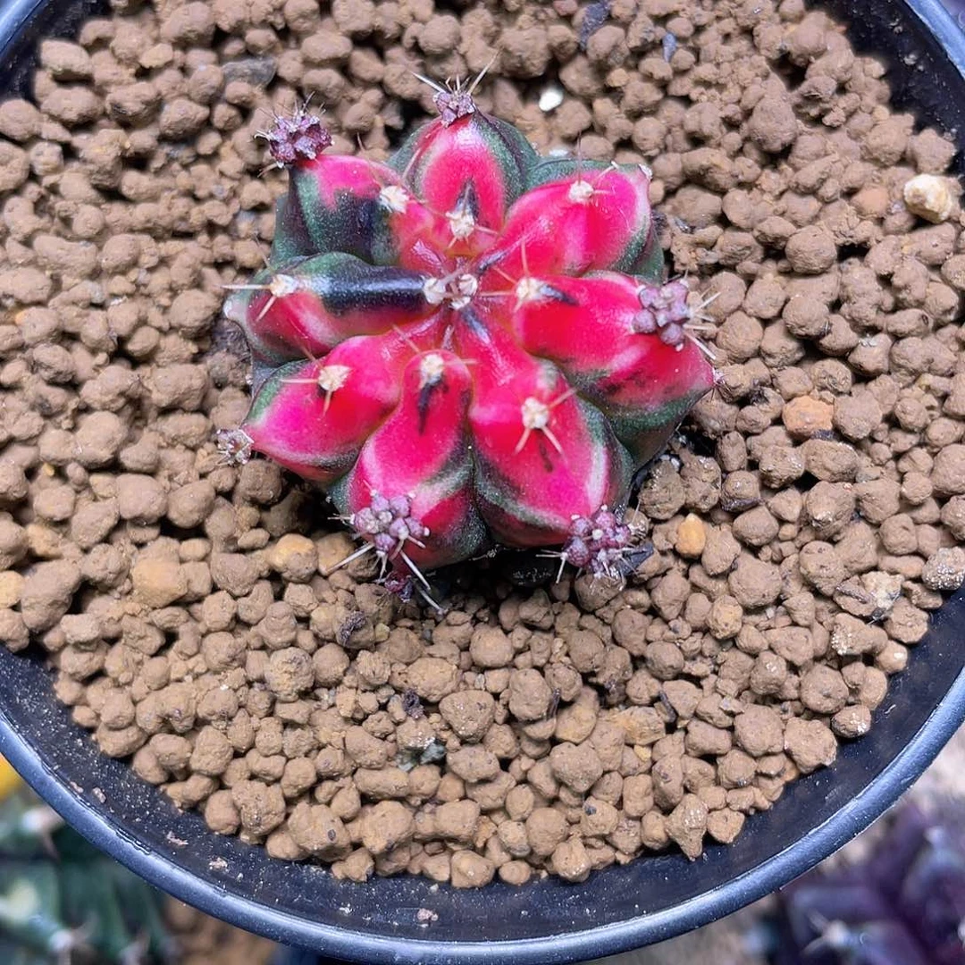 1-93名品上海3厘米