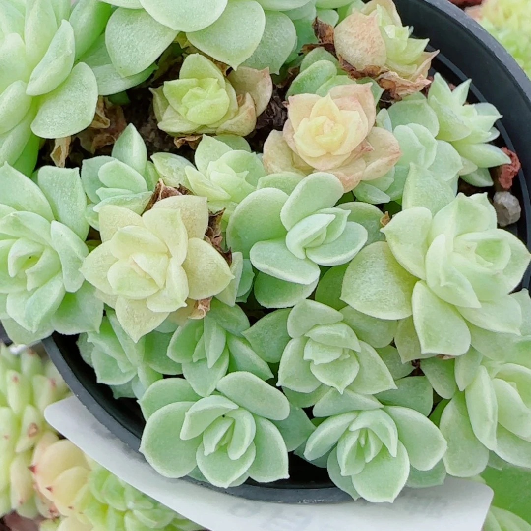 ****茶花语逸镜0924-103有消耗