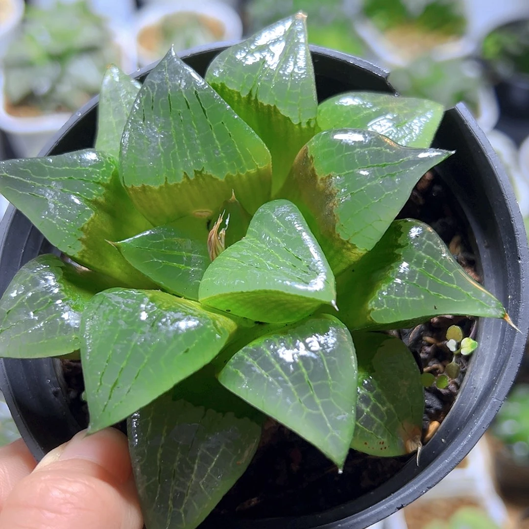 啊寒湖植物玉露一颗