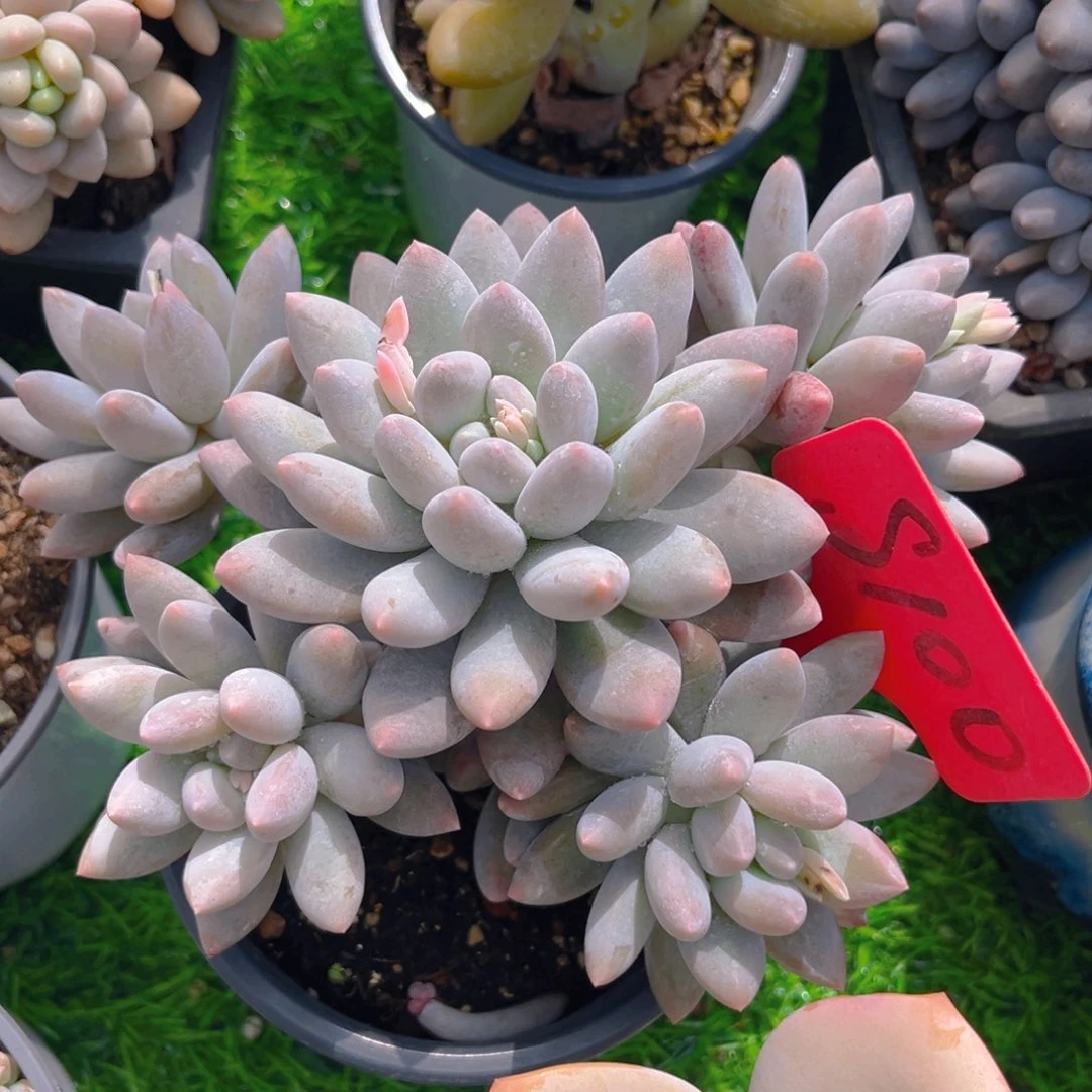 美****?100dfhhjjjjjjjj