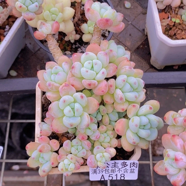 樱花罗琦老桩有砍不包整7cm518多肉酱