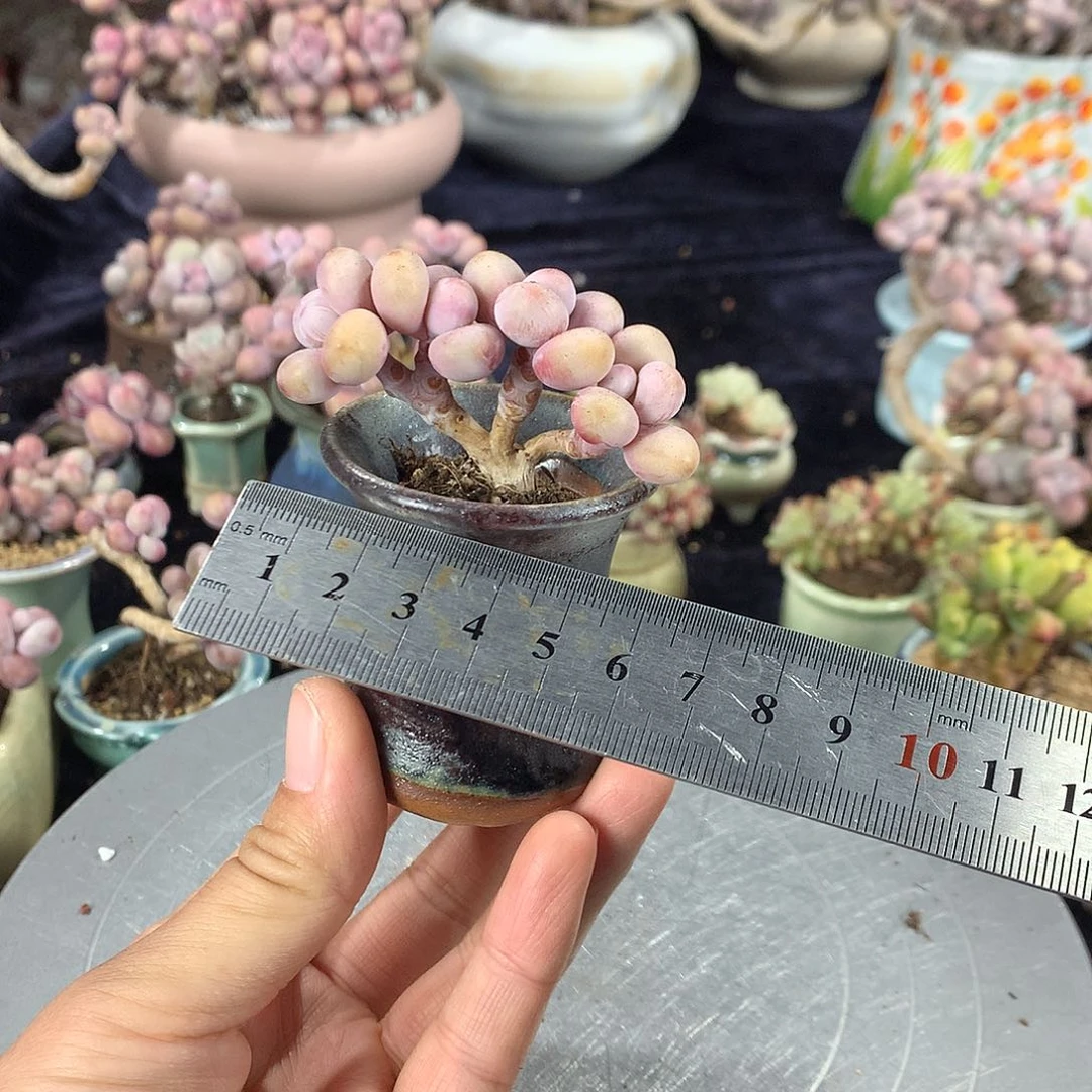 菜**。93号带盆偏远不包邮的
