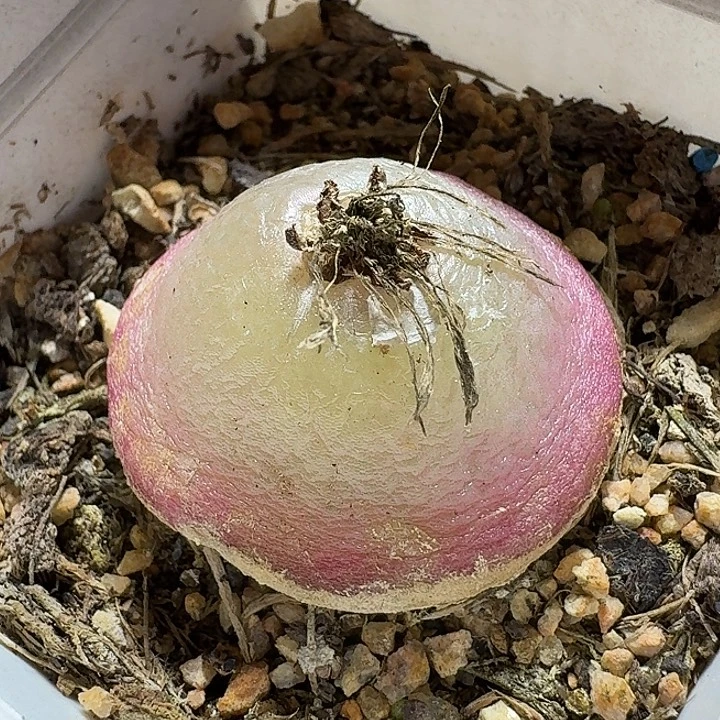 380灯泡带盆发货实生