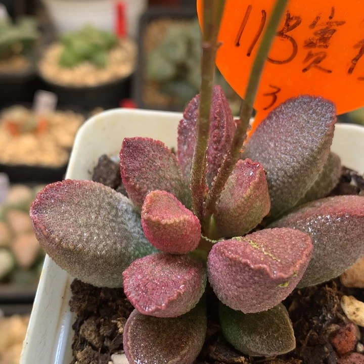 水泡赛猪肝da ai ren tu tom