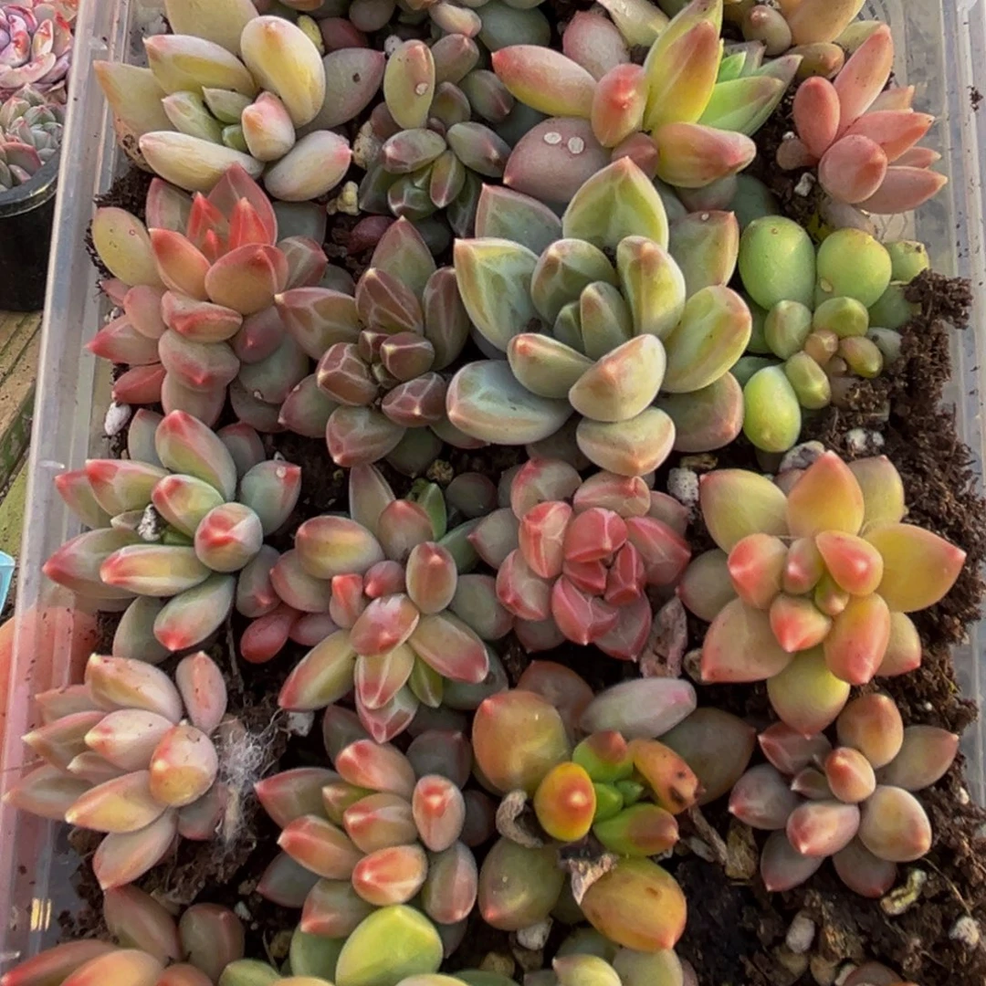 777多肉葡萄领导人物