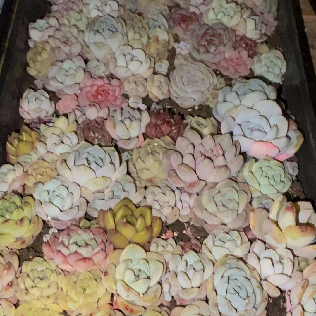 油***爱888多肉植物保护研究所所长助理研究员