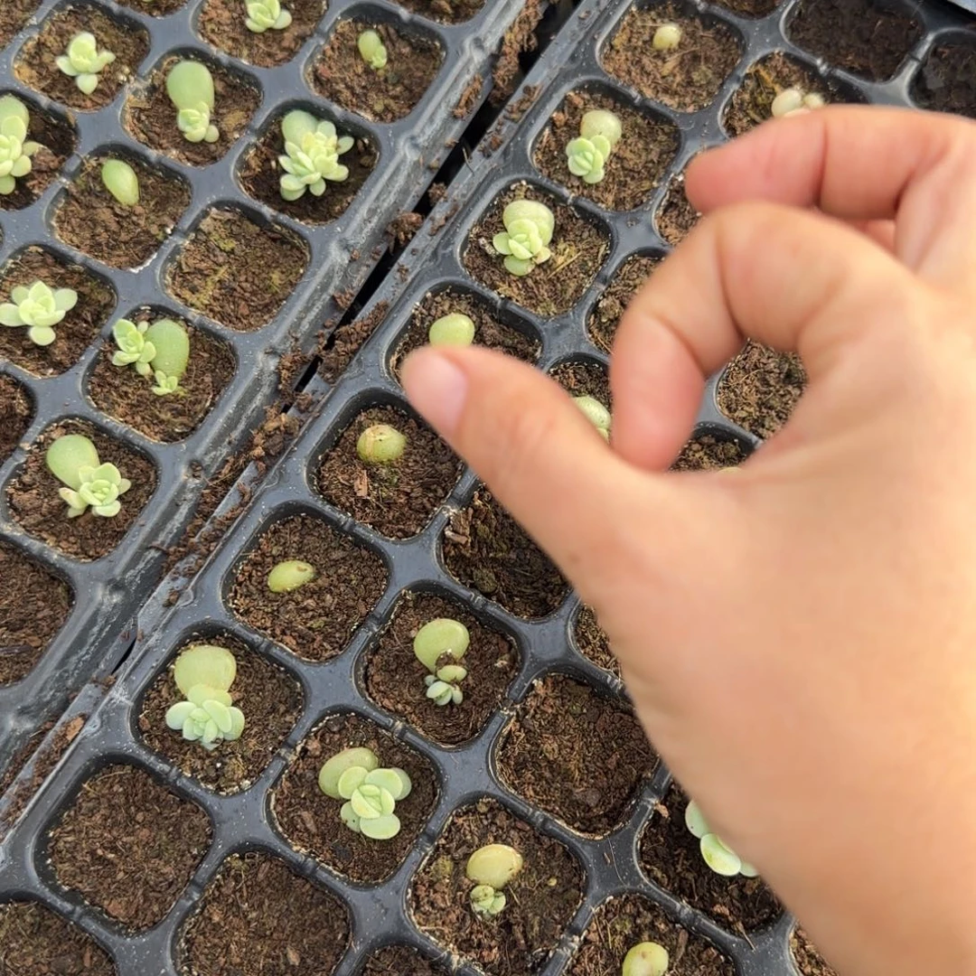 月亮白月光穴一个满25包邮