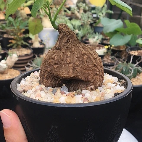 荔枝龟 树洞款 一物一拍