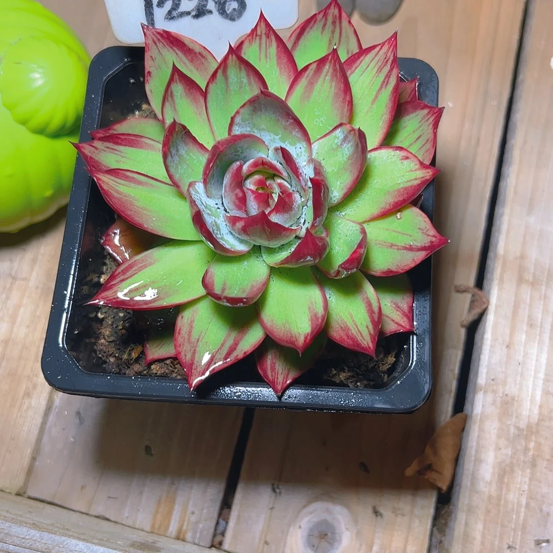 仙***陳惊鸿仙子一物一拍1228号