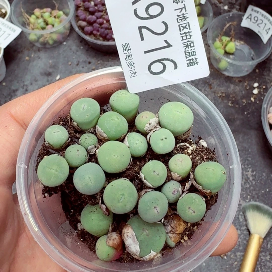 9216––零下地区需拍保温箱