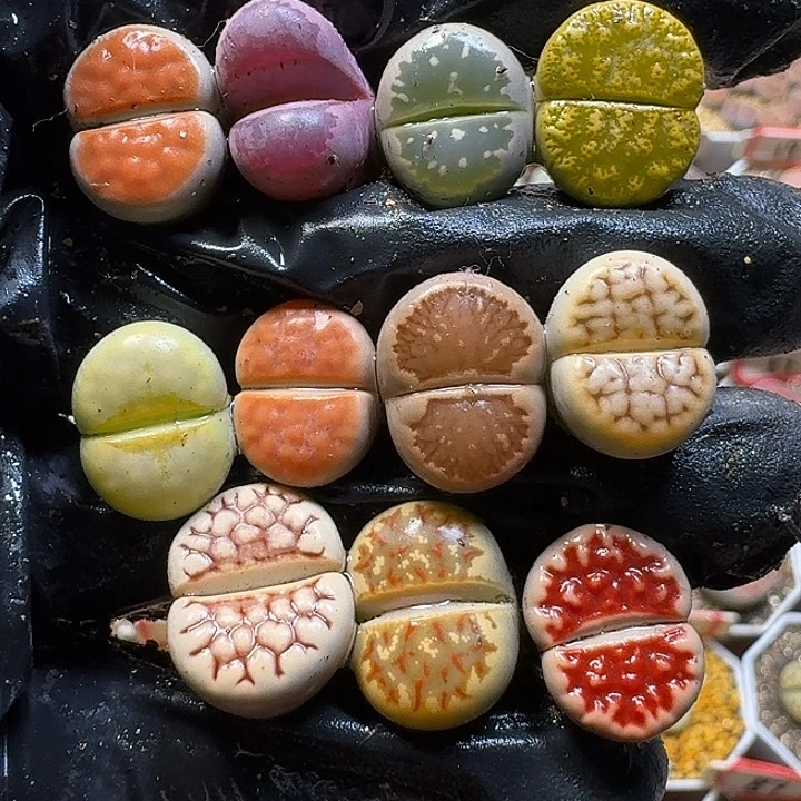 生石花111211。  168