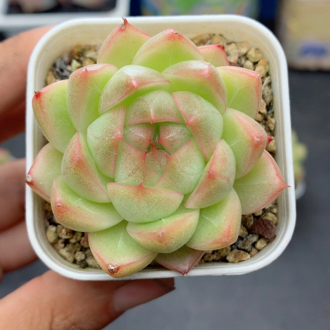 58包邮  群生不包整12