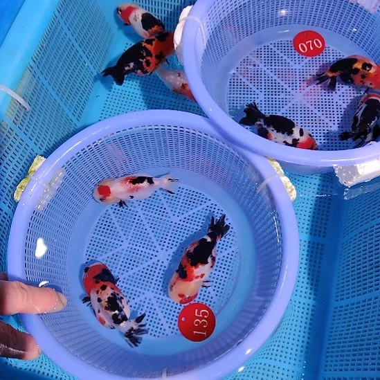 用***5金鱼135兰寿三只特价顺丰包邮