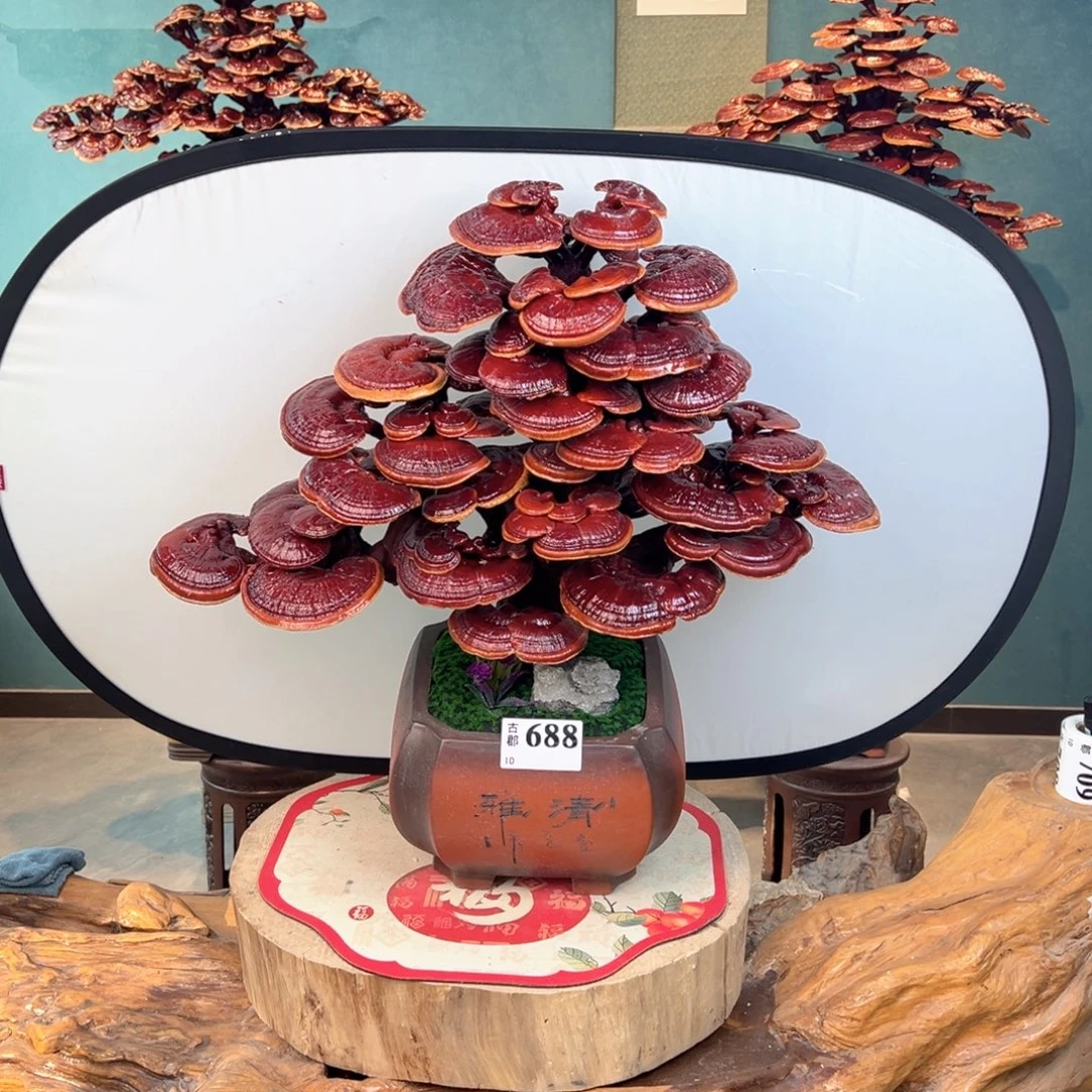 无花朵88888888888