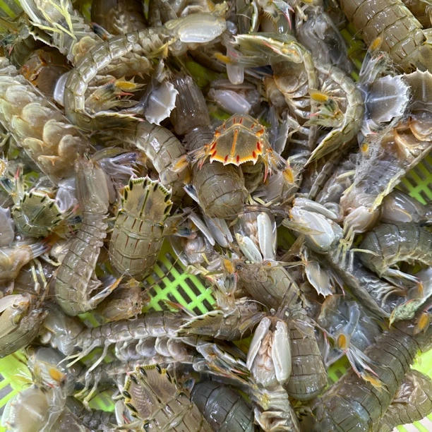 鲜活海捕南排河公皮皮虾虾爬子鲜活发货保鲜不保活