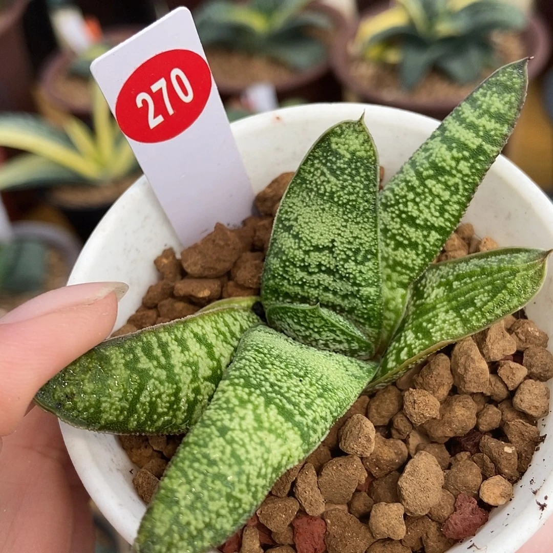270卧牛转白琥珀侧牙带盆发货
