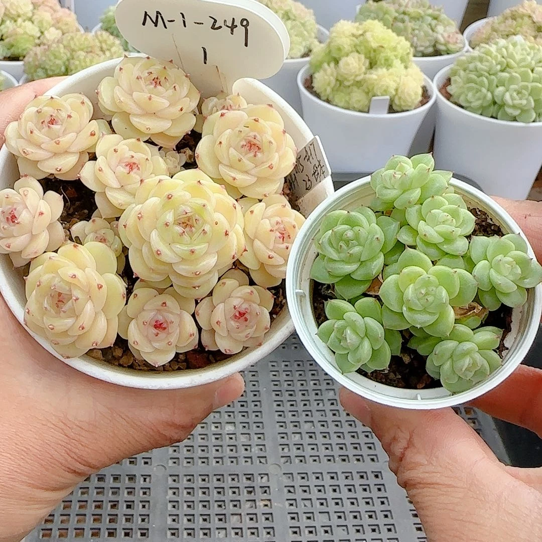 安****1122-34（m1-249-1）专拍