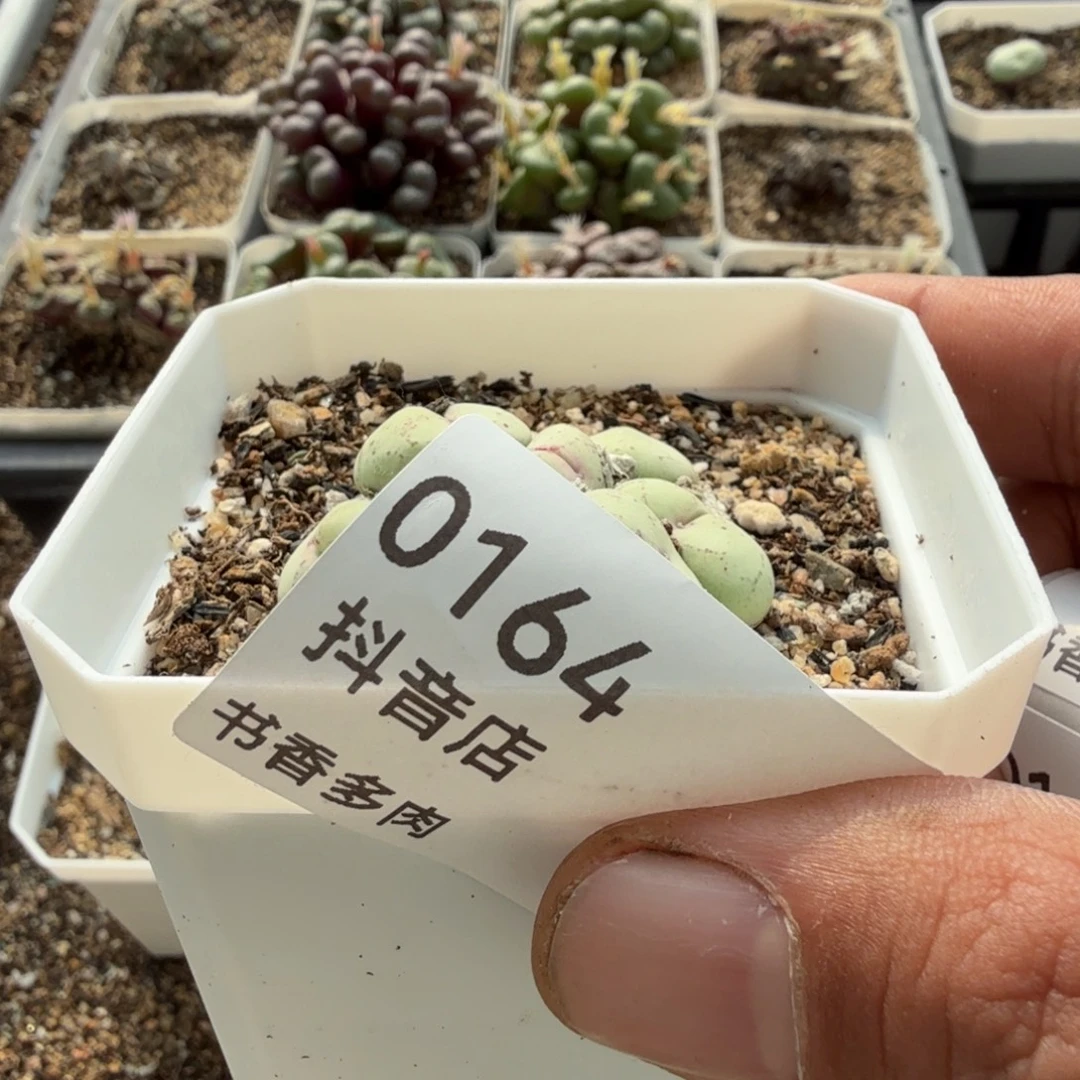 肉***ღ多肉。