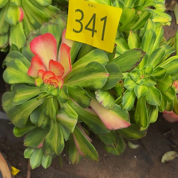 哈哈多肉葡萄福利341